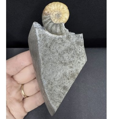 British Lower Jurassic, Lower Lias Calcite Ammonite from Charmouth, Dorset, England (SKU A4591):- Asteroceras confusum