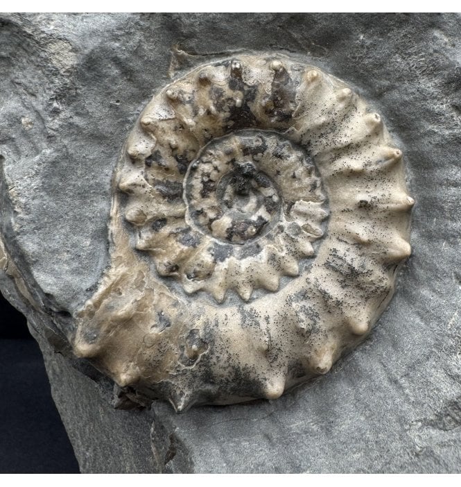 British Lower Jurassic, Lower Lias Calcite Ammonite from Charmouth, Dorset, England (SKU A4626):- Microderoceras birchi