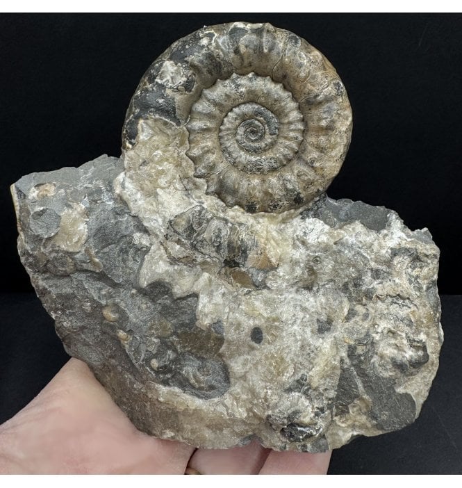 British Lower Jurassic, Lower Lias Calcite Ammonite from Charmouth, Dorset, England (SKU A4627):- Xipheroceras drudrieseri