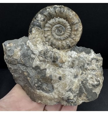 British Lower Jurassic, Lower Lias Calcite Ammonite from Charmouth, Dorset, England (SKU A4627):- Xipheroceras drudrieseri