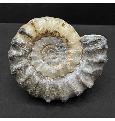 British Lower Jurassic, Lower Lias Calcite Ammonite from Charmouth, Dorset, England (SKU A4680):- Xipheroceras drudrieseri