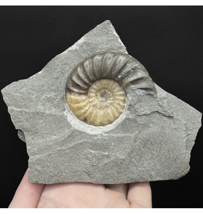 British Lower Jurassic, Lower Lias Calcite Ammonite from Charmouth, Dorset, England (SKU A4838):- Asteroceras obtusum