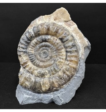 British Lower Jurassic, Lower Lias Calcite Ammonite from Charmouth, Dorset, England (SKU A4895):- Orthechioceras recticostatum
