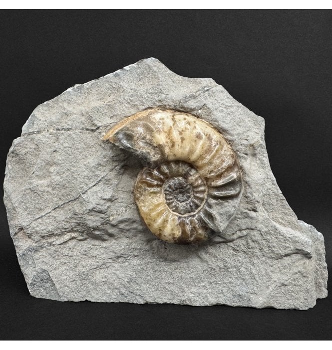 British Lower Jurassic, Lower Lias Calcite Ammonite from Charmouth, Dorset, England (SKU A4972):- Asteroceras confusum