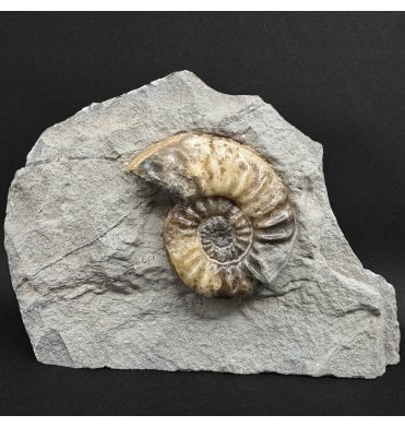 British Lower Jurassic, Lower Lias Calcite Ammonite from Charmouth, Dorset, England (SKU A4972):- Asteroceras confusum