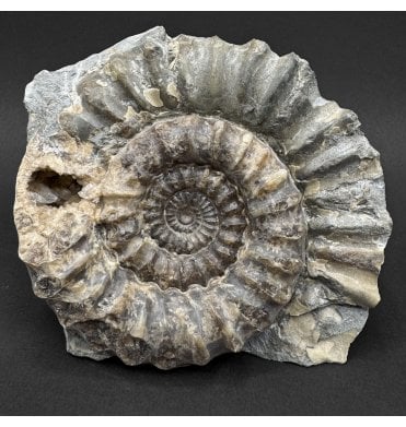 British Lower Jurassic, Lower Lias Calcite Ammonite from Dorset, England (SKU A5004):- Xipheroceras drudrieseri