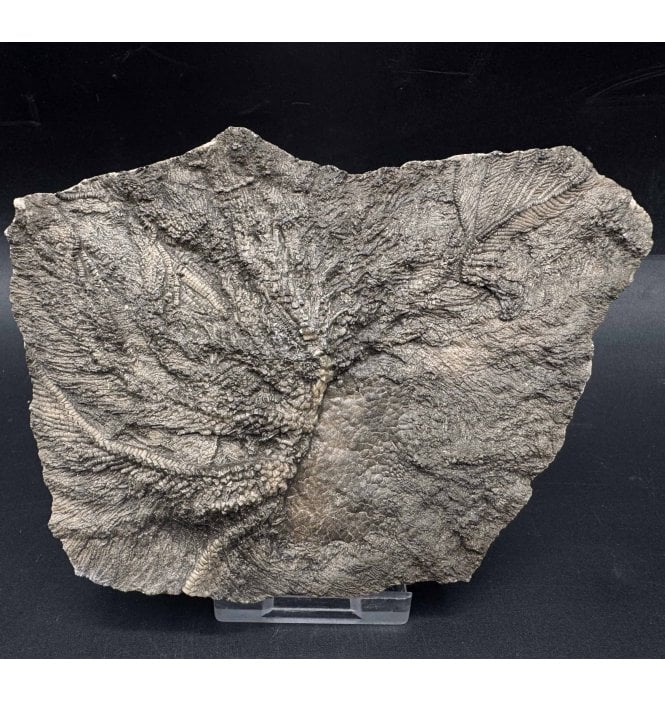 British Lower Jurassic, Lower Lias Crinoid Cluster from Charmouth, Dorset, England (SKU OF3669):- Pentacrinites fossilis