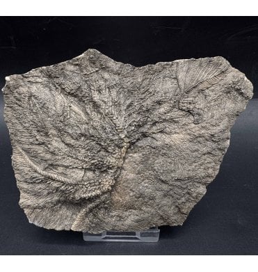 British Lower Jurassic, Lower Lias Crinoid Cluster from Charmouth, Dorset, England (SKU OF3669):- Pentacrinites fossilis