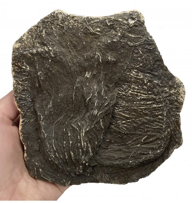 British Lower Jurassic, Lower Lias, Crinoid from Charmouth, Dorset, England (SKU OF1581):- Pentacrinites fossilis