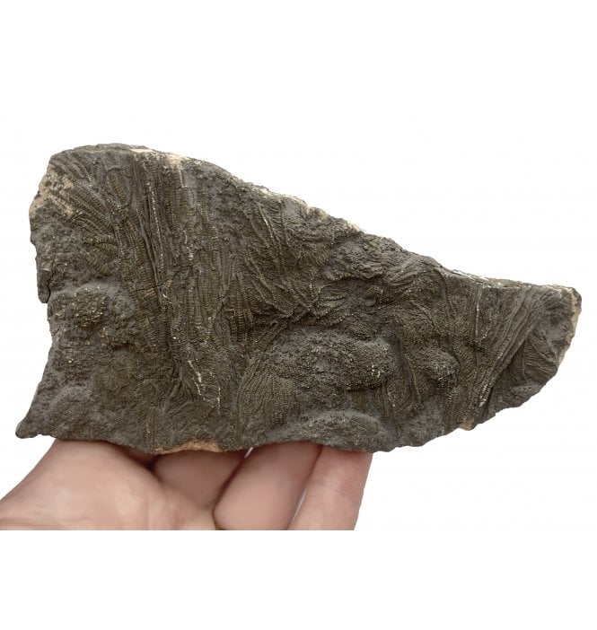 British Lower Jurassic, Lower Lias, Crinoid from Charmouth, Dorset, England (SKU OF1582):- Pentacrinites fossilis