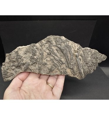 British Lower Jurassic, Lower Lias Crinoid from Charmouth, Dorset, England (SKU OF3625):- Pentacrinites fossilis