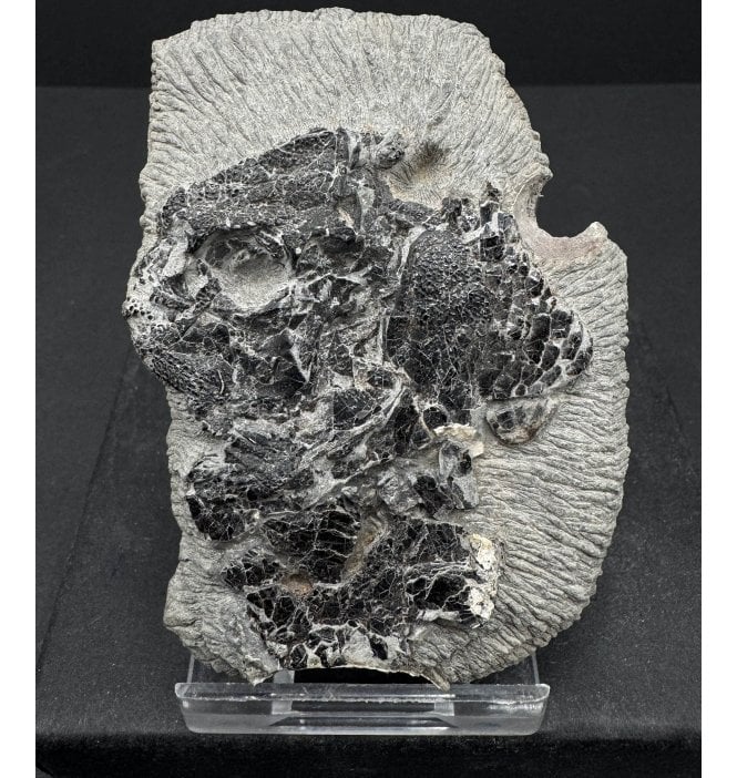 British Lower Jurassic, Lower Lias Fossil Fish Head from Charmouth, Dorset, England (SKU V6889):- Dapedium sp. indet.