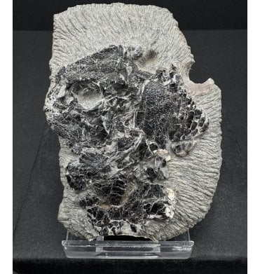 British Lower Jurassic, Lower Lias Fossil Fish Head from Charmouth, Dorset, England (SKU V6889):- Dapedium sp. indet.