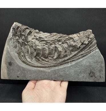 British Lower Jurassic, Lower Lias Ichthyosaurus Bone Cluster from North Somerset, England:- (SKU V8929) AW69