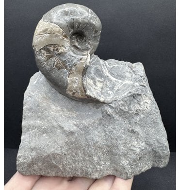 British Lower Jurassic, Lower Lias Nautilus from Marske by the Sea, Redcar, North Yorkshire, England (SKU OF4094):- Cenoceras cf. astacoides
