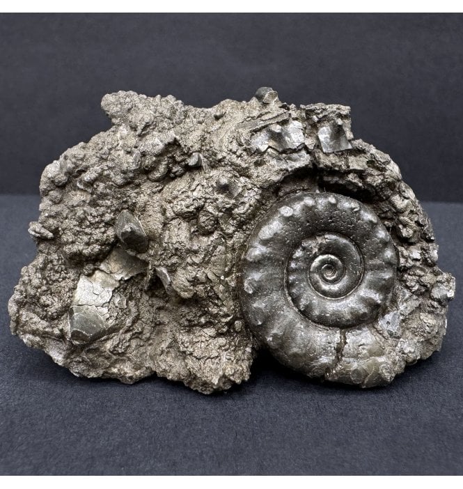 British Lower Jurassic, Lower Lias Pyrite Ammonite from Dorset, England (SKU A4284):- Eteoderoceras (Eoderoceras) obseum