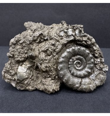 British Lower Jurassic, Lower Lias Pyrite Ammonite from Dorset, England (SKU A4284):- Eteoderoceras (Eoderoceras) obseum