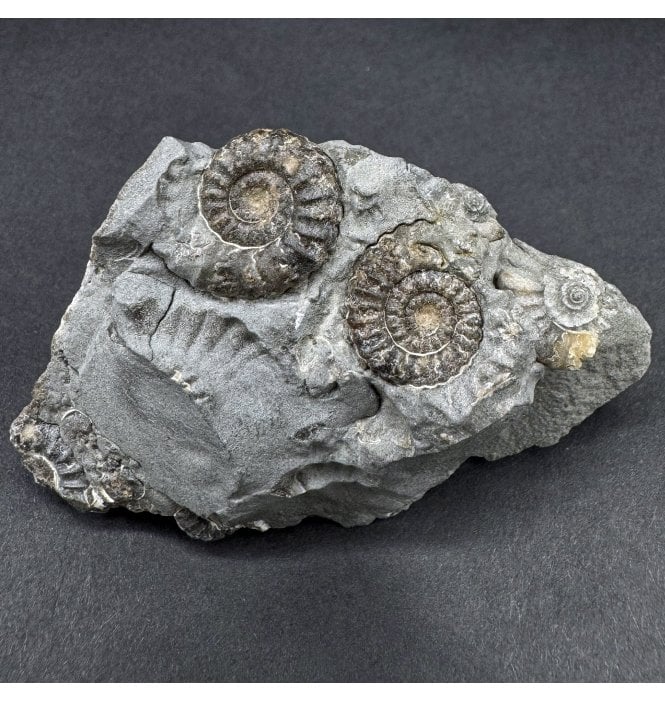 British Lower Jurassic Marston Marble Ammonite, Somerset, England (SKU A4595):- Promicroceras marstonese