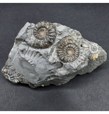 British Lower Jurassic Marston Marble Ammonite, Somerset, England (SKU A4595):- Promicroceras marstonese
