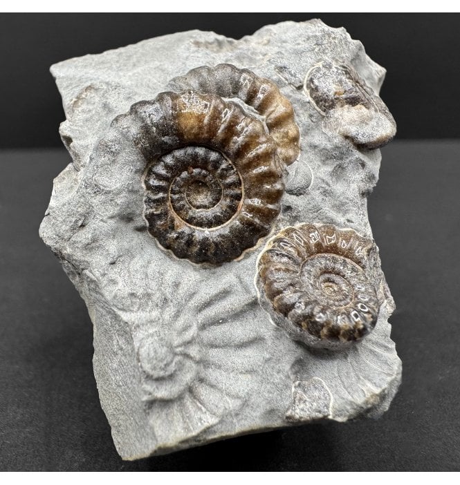 British Lower Jurassic Marston Marble Ammonite, Somerset, England (SKU A4596):- Promicroceras marstonese