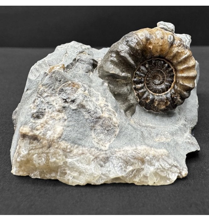 British Lower Jurassic Marston Marble Ammonite, Somerset, England (SKU A4667):- Promicroceras marstonese
