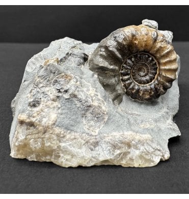 British Lower Jurassic Marston Marble Ammonite, Somerset, England (SKU A4667):- Promicroceras marstonese