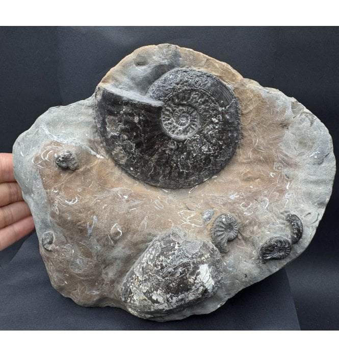 British Lower Jurassic, Middle Lias Ammonite and Bivalve Cluster from Skinningrove, North Yorkshire, England (SKU A4344):- Amaltheus  stokesi