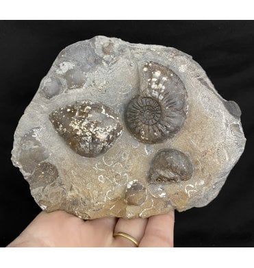 British Lower Jurassic, Middle Lias Ammonite and Shell Cluster from Whitby, North Yorkshire, England (SKU A2108):- Amaltheus subnodosus