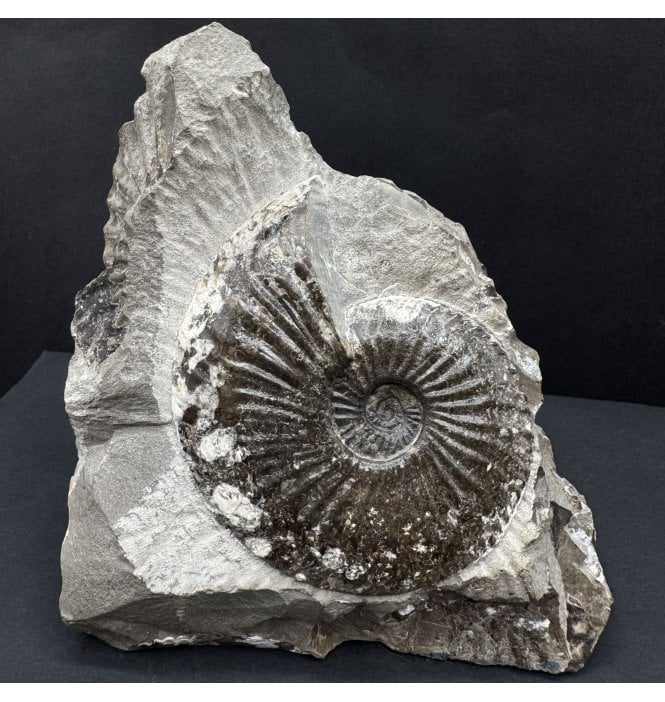 British Lower Jurassic, Middle Lias Ammonite from Hawsker Bottoms, North Yorkshire, England (SKU A4578):- Amaltheus stokesi
