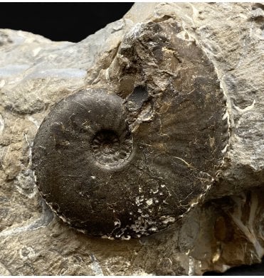 British Lower Jurassic, Middle Lias Ammonite from Skinningrove, Nr. Whitby, North Yorkshire, England (SKU A3080):- Amauroceras lenticulare