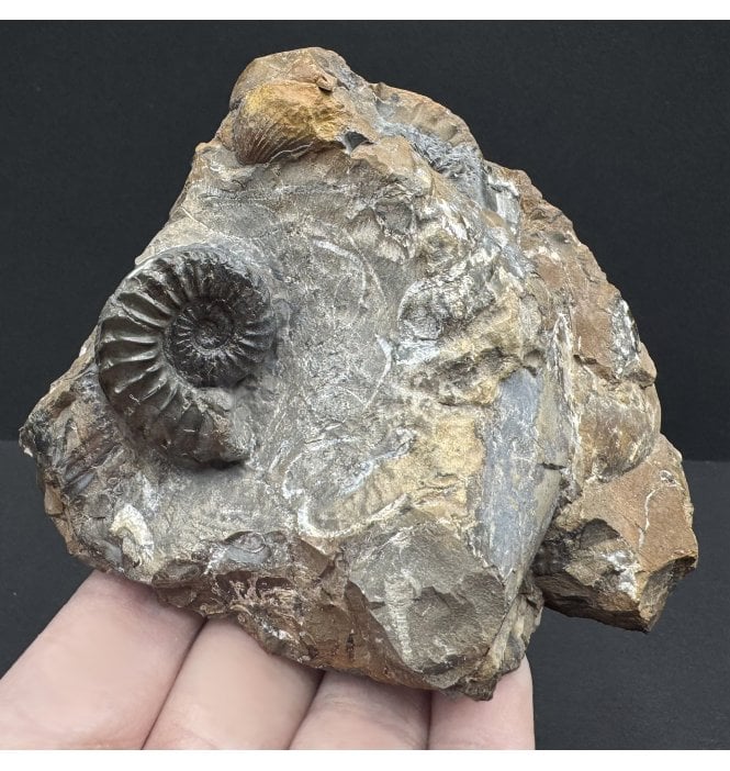 British Lower Jurassic, Middle Lias Ammonite from Staithes, North Yorkshire, England (SKU A4022):- Pleuroceras pausicostatum