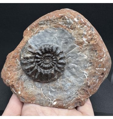 British Lower Jurassic, Middle Lias Ammonite from Staithes, North Yorkshire, England (SKU A4111):- Pleuroceras pausicostatum