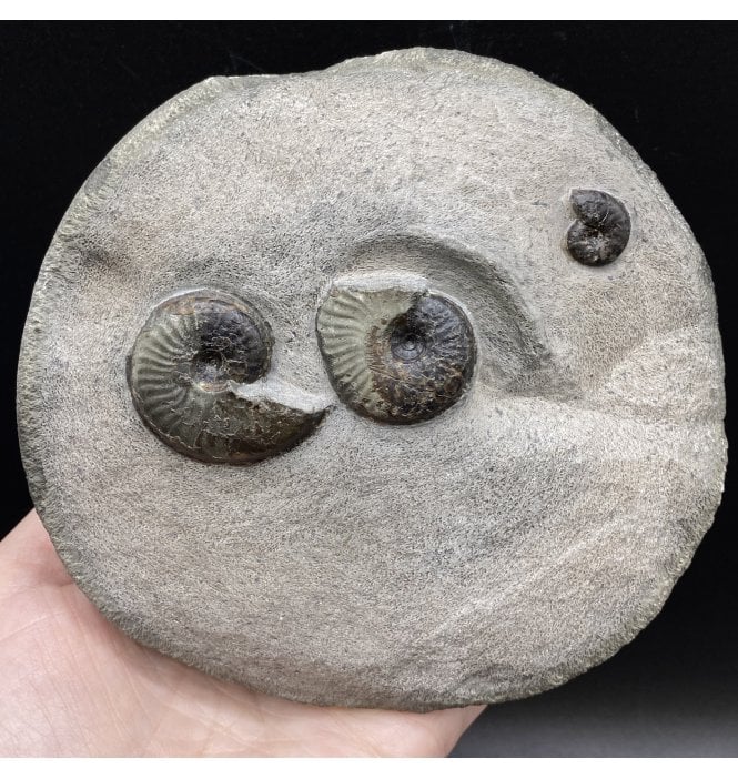 British Lower Jurassic, Upper Lias Ammonite Cluster from Sandsend, Whitby, North Yorkshire, England (SKU A2851):- Eleganticeras elegantulum