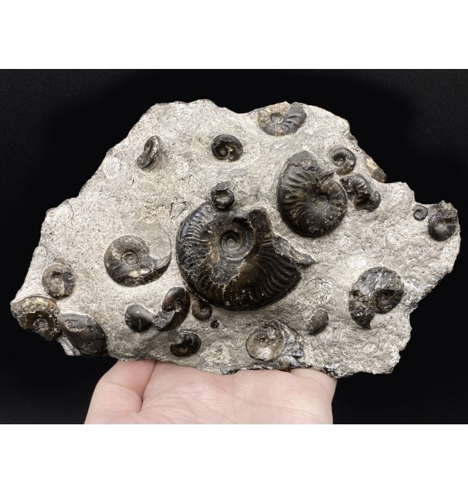 British Lower Jurassic, Upper Lias Ammonite Cluster from Sandsend, Whitby, North Yorkshire, England (SKU A2860):- Cleviceras elegans
