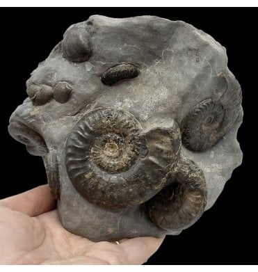 British Lower Jurassic, Upper Lias Ammonite Cluster from Whitby, North Yorkshire, England (SKU A2643):- Grammoceras thouarense