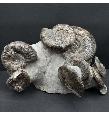 British Lower Jurassic, Upper Lias Ammonite Cluster from Whitby, North Yorkshire, England (SKU A4724):- Grammoceras thouarense and Pseudolioceras boulbiense