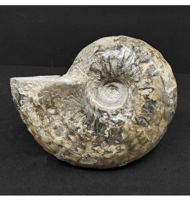 British Lower Jurassic, Upper Lias Ammonite from Northamptonshire, England (SKU A4884):- Frechiella subcarinata