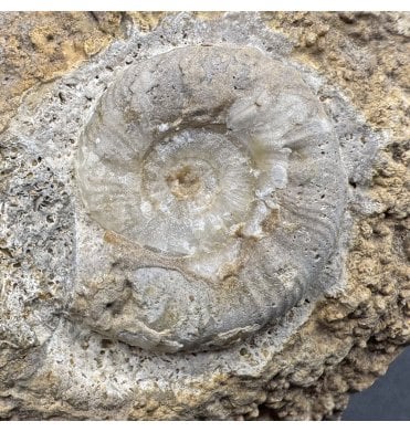 British Lower Jurassic, Upper Lias Ammonite from Radstock, Somerset, England (SKU A4046):- Polymorphites polymorphous var. lineatus