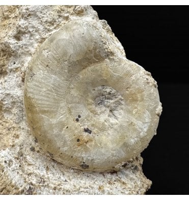 British Lower Jurassic, Upper Lias Ammonite from Radstock, Somerset, England (SKU A4790):- Polymorphites polymorphous var. lineatus