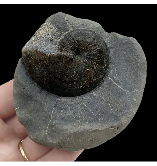 British Lower Jurassic, Upper Lias Ammonite from Whitby, North Yorkshire, England (SKU A2681):- Phylloceras heterophyllum