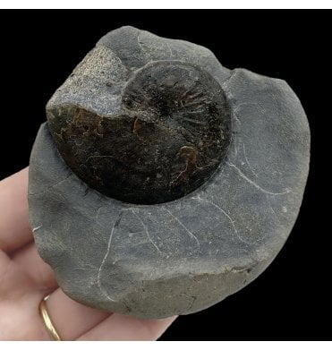 British Lower Jurassic, Upper Lias Ammonite from Whitby, North Yorkshire, England (SKU A2681):- Phylloceras heterophyllum