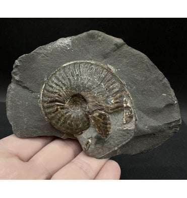 British Lower Jurassic, Upper Lias Ammonite from Whitby, North Yorkshire, England (SKU A3313):- Pseudolioceras lythense