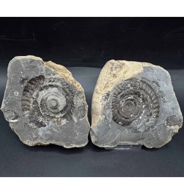 British Lower Jurassic, Upper Lias Ammonite from Whitby, North Yorkshire, England (SKU A4240):- Hildoceras bifrons