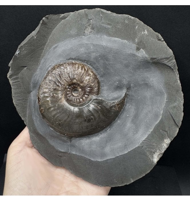 British Lower Jurassic, Upper Lias Ammonite from Whitby, North Yorkshire, England (SKU A4468):- Eleganticeras elegantulum