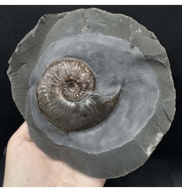 British Lower Jurassic, Upper Lias Ammonite from Whitby, North Yorkshire, England (SKU A4468):- Eleganticeras elegantulum