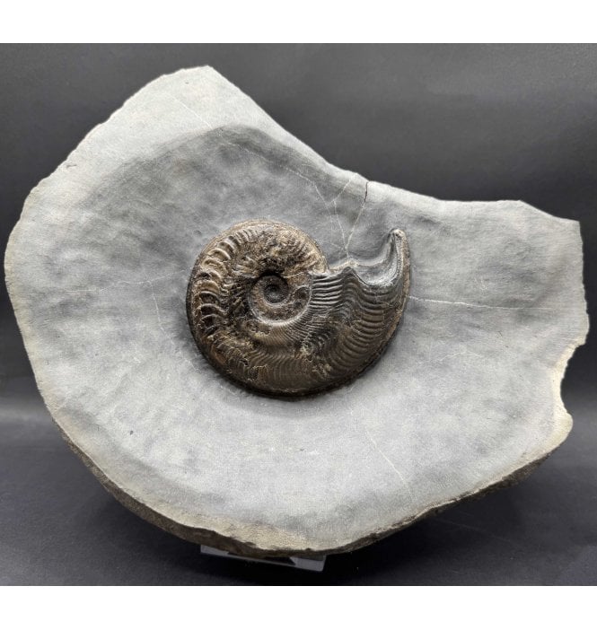 British Lower Jurassic, Upper Lias Ammonite from Whitby, North Yorkshire, England (SKU A4638):- Harpoceras falciferum