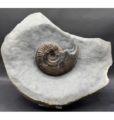 British Lower Jurassic, Upper Lias Ammonite from Whitby, North Yorkshire, England (SKU A4638):- Harpoceras falciferum