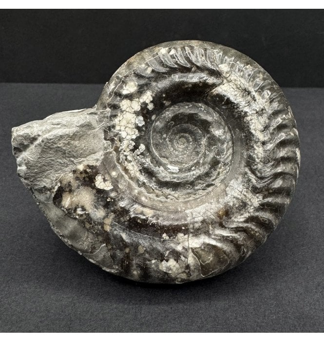 British Lower Jurassic, Upper Lias Ammonite from Whitby, North Yorkshire, England (SKU A4659):- Hildoceras bifrons