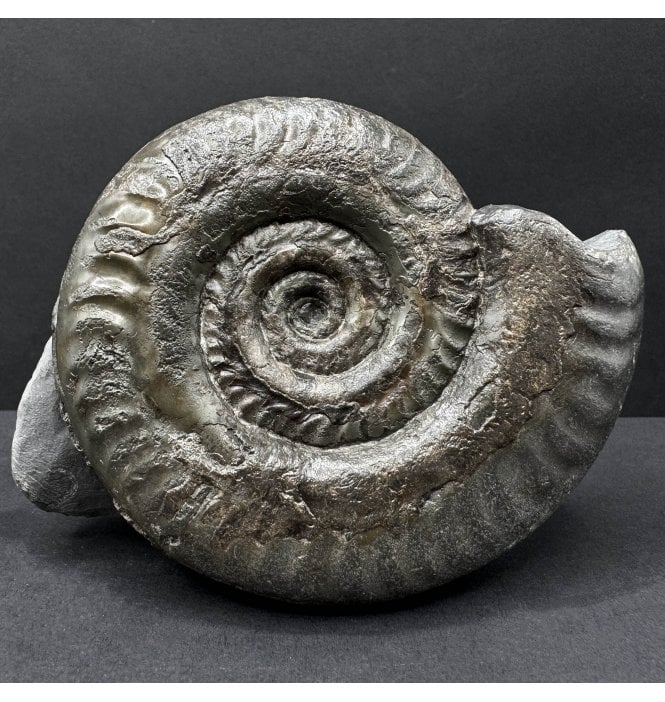 British Lower Jurassic, Upper Lias Ammonite from Whitby, North Yorkshire, England (SKU A4700):- Hildoceras bifrons