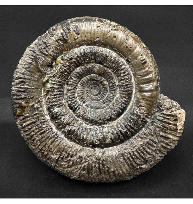 British Lower Jurassic, Upper Lias  Ammonite from Whitby, North Yorkshire, England (SKU A5033):- Dactylioceras (Orthodactylites) clevelandicum